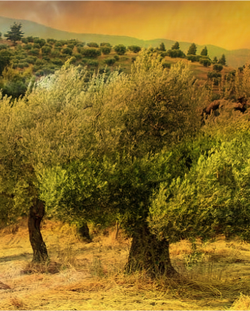 LOLIVE - Skoura Olive Oil Mill